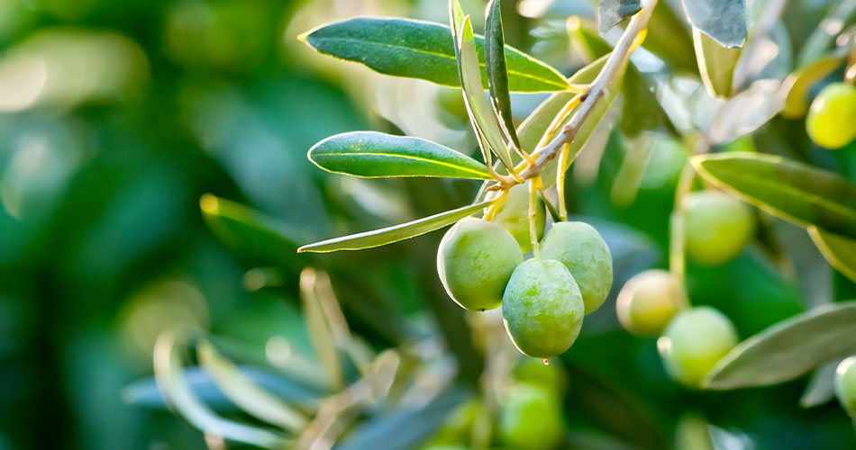 Évolutions du dispositif d’agrément pour la distribution, l’application et le conseil à l’utilisation des produits phytopharmaceutiques